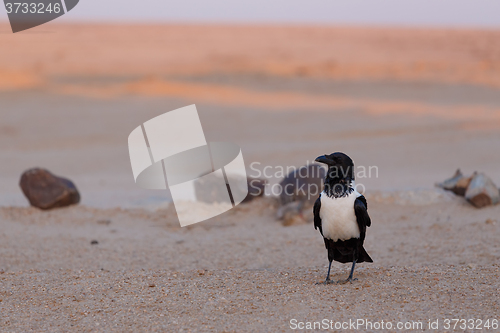 Image of Pied crow in namib desert