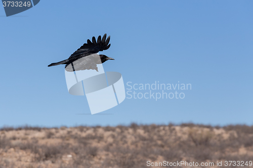 Image of Cape Crow in Kgalagadi, South Africa