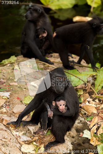 Image of Celebes crested macaque