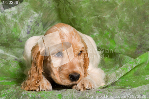 Image of orange English Cocker Spaniel puppy