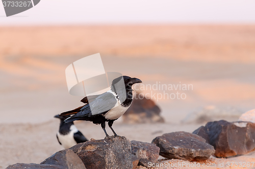 Image of Pied crow in namib desert