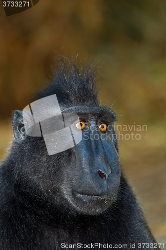 Image of Celebes crested macaque