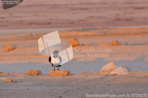 Image of Pied crow in namib desert