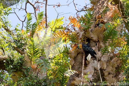 Image of beutifull Knobbed hornbill