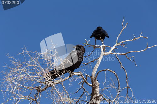 Image of Cape Crow in Kgalagadi, South Africa