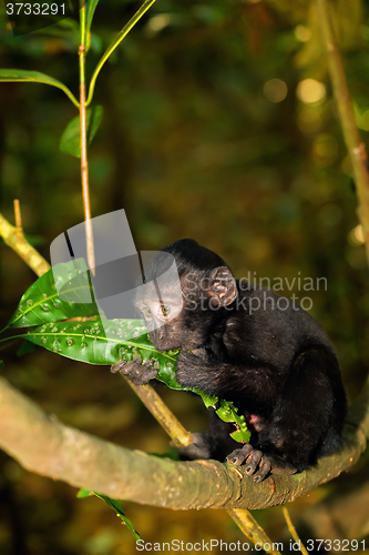 Image of Celebes crested macaque