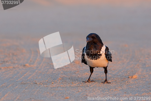 Image of Pied crow in namib desert