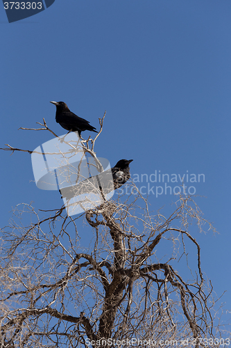 Image of Cape Crow in Kgalagadi, South Africa