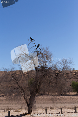 Image of Cape Crow in Kgalagadi, South Africa