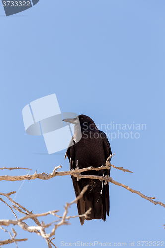 Image of Cape Crow in Kgalagadi, South Africa