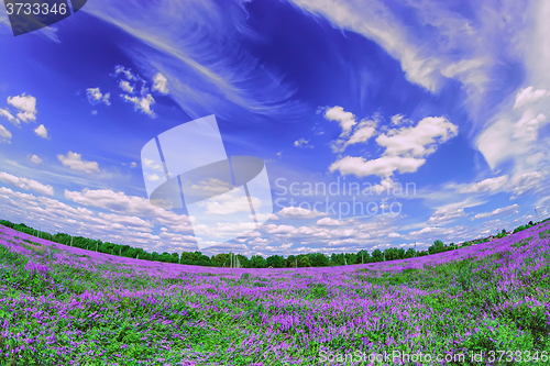 Image of Blooming purple field under numerous clouds