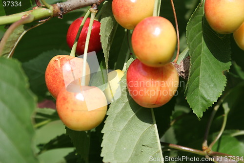 Image of Ripe cherries