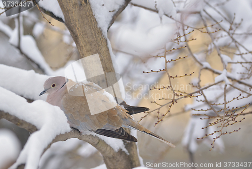 Image of Eurasian Collared-Dove