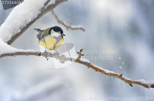 Image of great tit on tree brunch