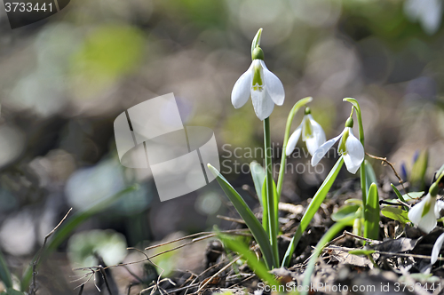 Image of Snowdrops (Galanthus nivalis) in forest