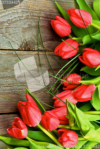 Image of Magenta Spring Tulips