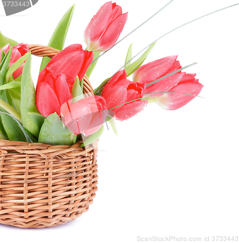 Image of Magenta Spring Tulips