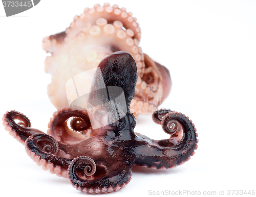 Image of Two Smoked Octopuses