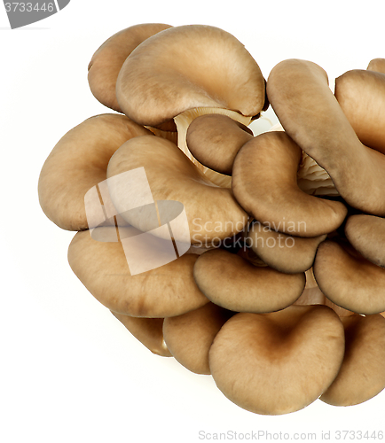 Image of Raw Oyster Mushrooms