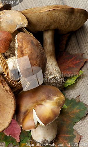 Image of Raw Forest Mushrooms