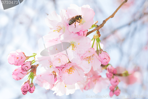 Image of Bee on pastel pink flowers of spring blossoming apple tree