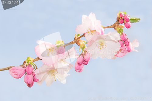 Image of Spring crab apple tree delicate blossoms against blue sky