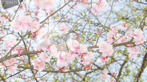 Image of Springtime apple flowering tree with fresh leaves and pink flowe