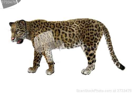 Image of Big Cat Jaguar