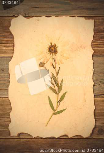 Image of Herbarium sheet with flower