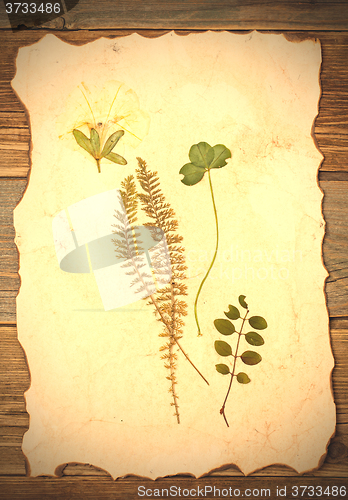 Image of summer plants herbarium