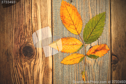 Image of autumn dry leaves, top view image