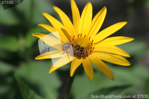 Image of Yello Flower