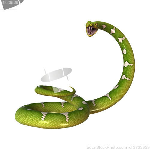 Image of Green Tree Python on White