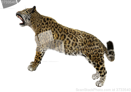 Image of Big Cat Jaguar