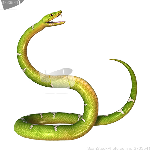 Image of Green Tree Python on White