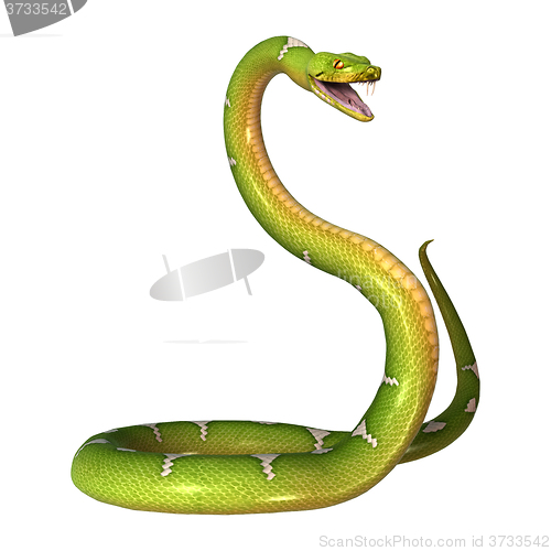 Image of Green Tree Python on White