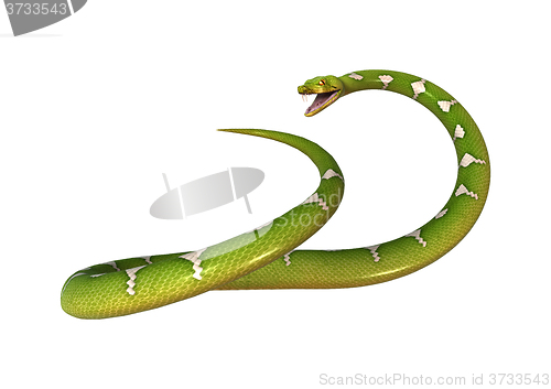 Image of Green Tree Python on White