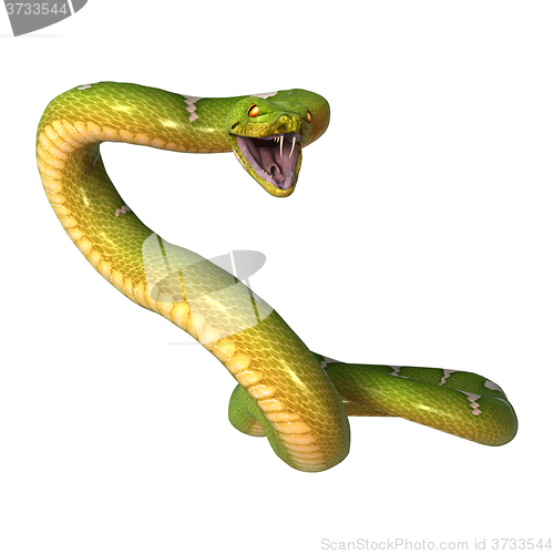 Image of Green Tree Python on White
