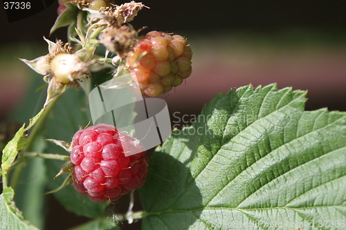 Image of Raspeberry