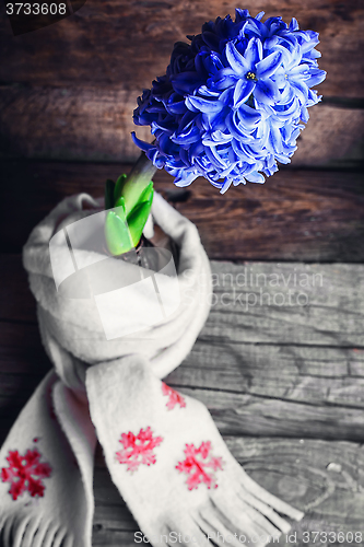 Image of Hyacinth wrapped in scarf