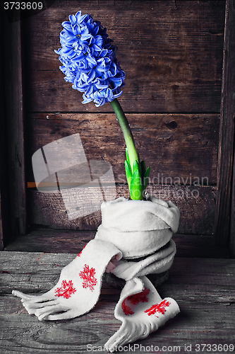 Image of Hyacinth wrapped in scarf