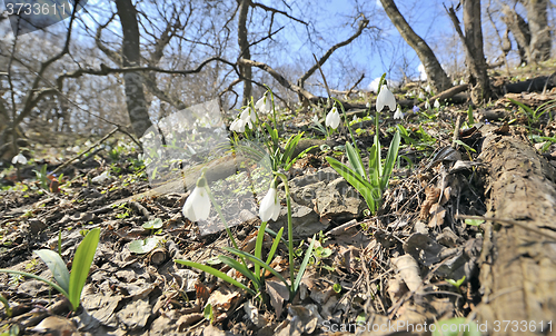 Image of snowdrop flowers on field