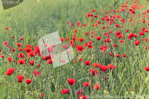 Image of Poppy flowers 