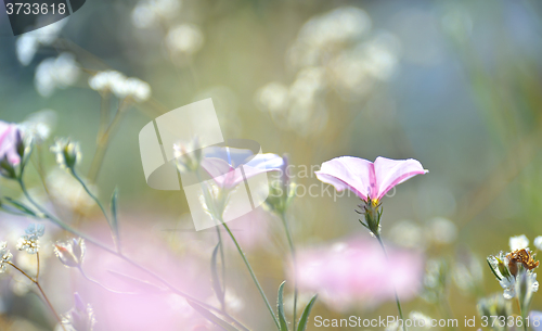 Image of tobacco pink flowers lighted by rays of sun