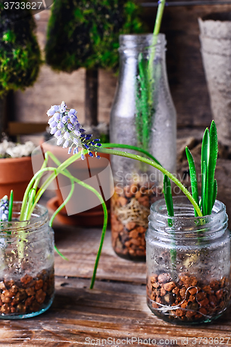 Image of Spring germinated plants