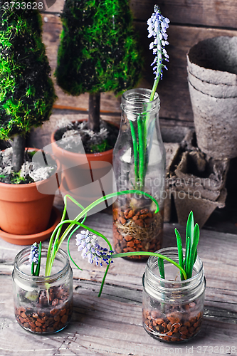 Image of Spring germinated plants