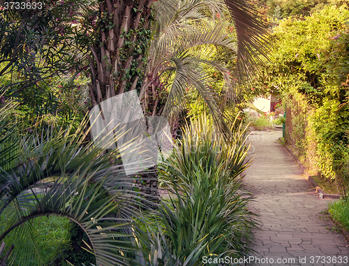 Image of Alley in the Park with beautiful southern flowering plants.