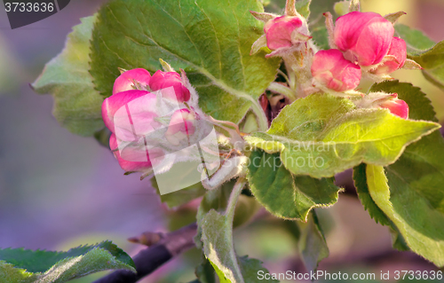 Image of Flower buds of Apple on a tree branch.