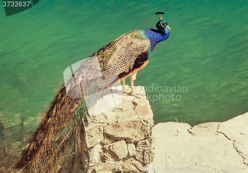 Image of Peacock on a stone by the lake.