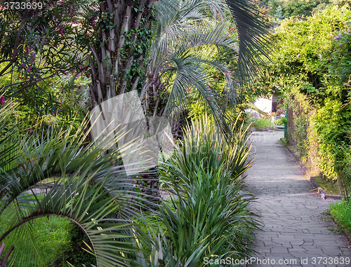 Image of Alley in the Park with beautiful southern flowering plants.